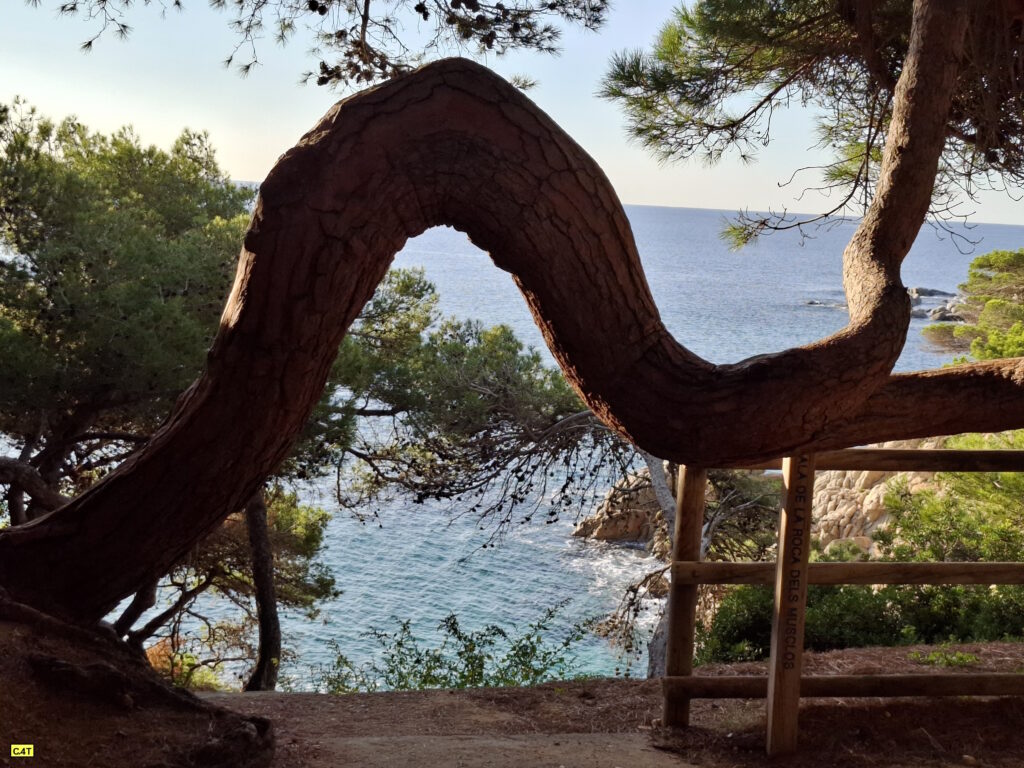 Cala Roca dels musclos - Entrada
